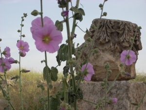 flowers growing among the ruins